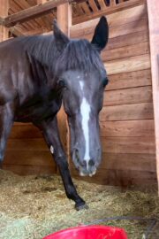 ㊽ミルキー（2口）　大阪