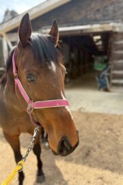 ㊾ピース（1.5口）　大阪