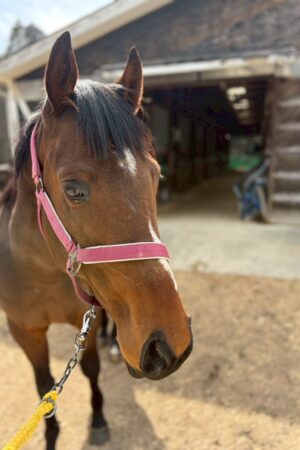 ㊾ピース（1.5口）　大阪