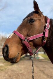 ㊾ピース（1.5口）　大阪