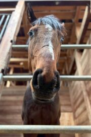 ㊾ピース（1.5口）　大阪