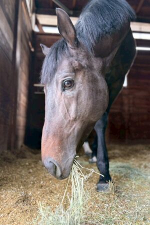 ㊿アース（2.5口）　大阪