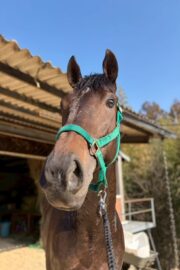 ㊿アース（2.5口）　大阪
