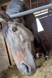 ㊿アース（2.5口）　大阪