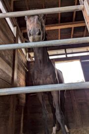 ㊿アース（2.5口）　大阪