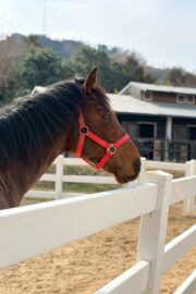 ㊾ピース（1.5口）　大阪