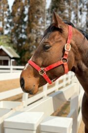 ㊾ピース（1.5口）　大阪