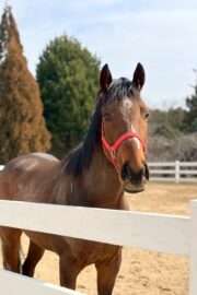 ㊾ピース（1.5口）　大阪