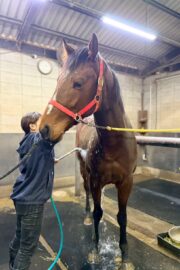 ㊾ピース（1.5口）　大阪